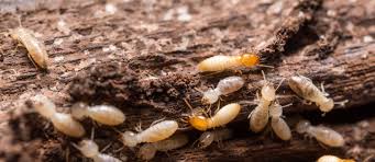 Termite Control